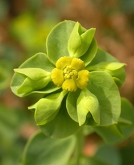 Euphorbia schizoloba