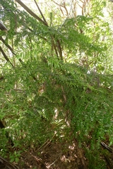 Araucariaceae