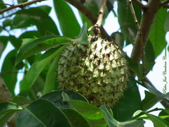 Annona montana