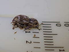 Parapantomorus fluctuosus