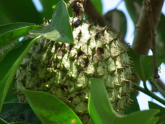 Annona montana