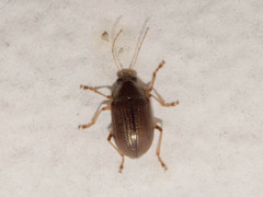 Colaspis