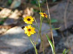 Coreopsis leavenworthii