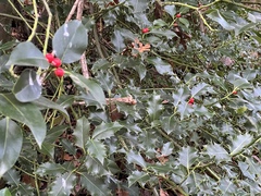 Ilex aquifolium