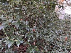 Ilex aquifolium