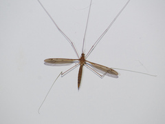 Tipulinae