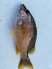 Lutjanus apodus