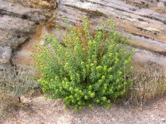 Euphorbia schizoloba
