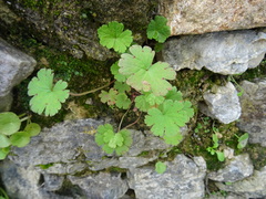 Geranium rotundifolium