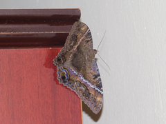 Ascalapha odorata