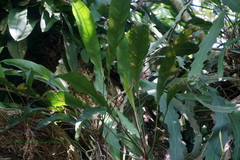 Anthurium gracile