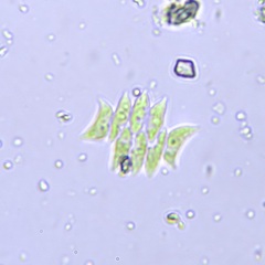 Tetradesmus dimorphus