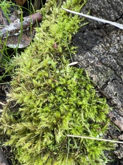 Calliergonella cuspidata