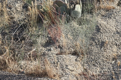 Eriogonum gracile gracile