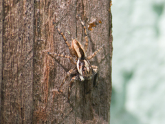 Menemerus bivittatus