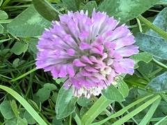Trifolium pratense