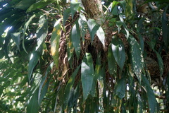 Anthurium gracile