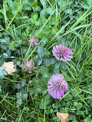 Trifolium pratense