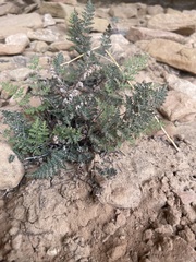 Myriopteris gracilis image