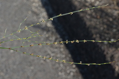 Eriogonum gracile gracile
