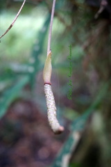 Anthurium gracile