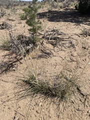 Muhlenbergia pungens