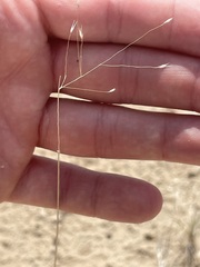 Muhlenbergia pungens