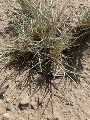 Muhlenbergia pungens