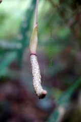 Anthurium gracile