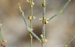 Eriogonum gracile gracile