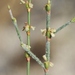 Slender Woolly Wild Buckwheat - Photo (c) James Bailey, some rights reserved (CC BY-NC), uploaded by James Bailey