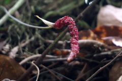 Anthurium gracile