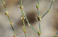 Eriogonum gracile gracile