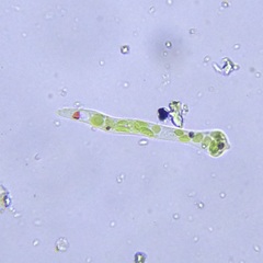 Euglena