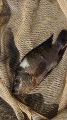 Mayaheros urophthalmus