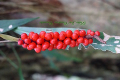 Anthurium gracile
