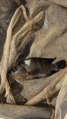 Mayaheros urophthalmus