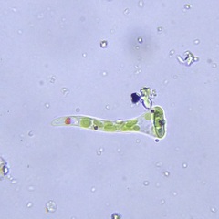 Euglena