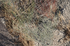 Eriogonum gracile gracile