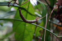 Anthurium gracile