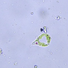 Euglena