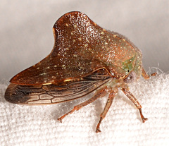 Telamona monticola