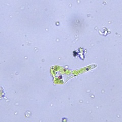 Euglena