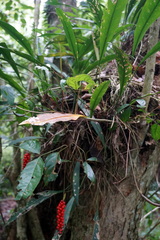 Anthurium gracile