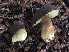 Boletus fibrillosus