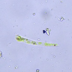 Euglena