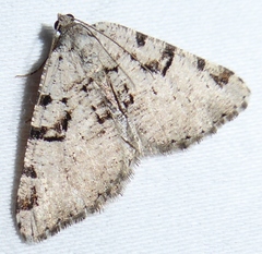 Macaria bitactata