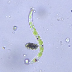 Euglena