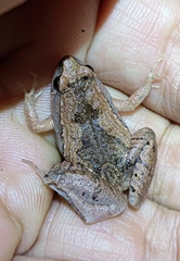 Microhyla mukhlesuri