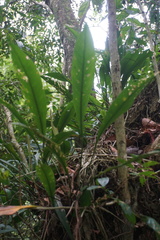 Anthurium gracile